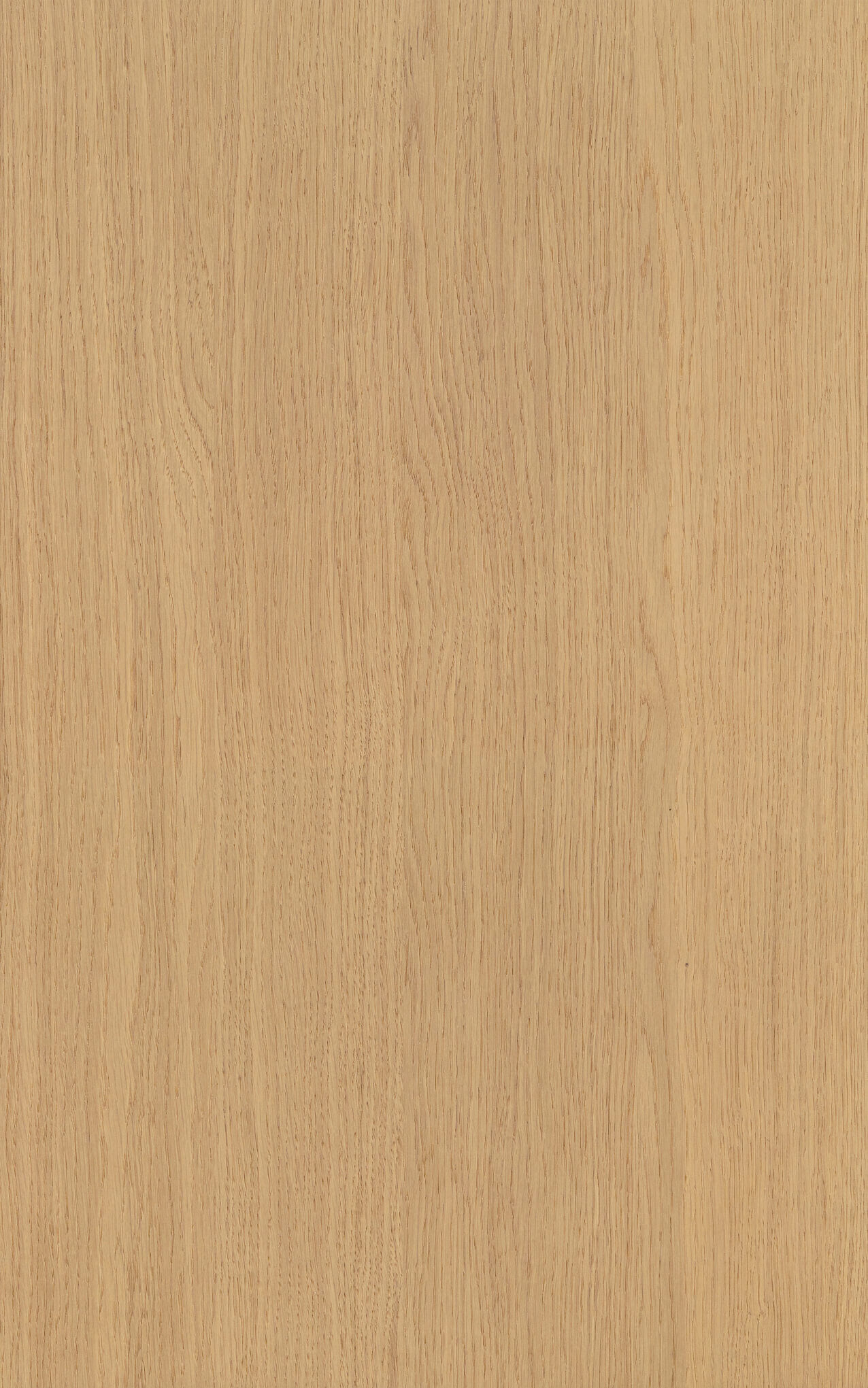 Rovere Biondo