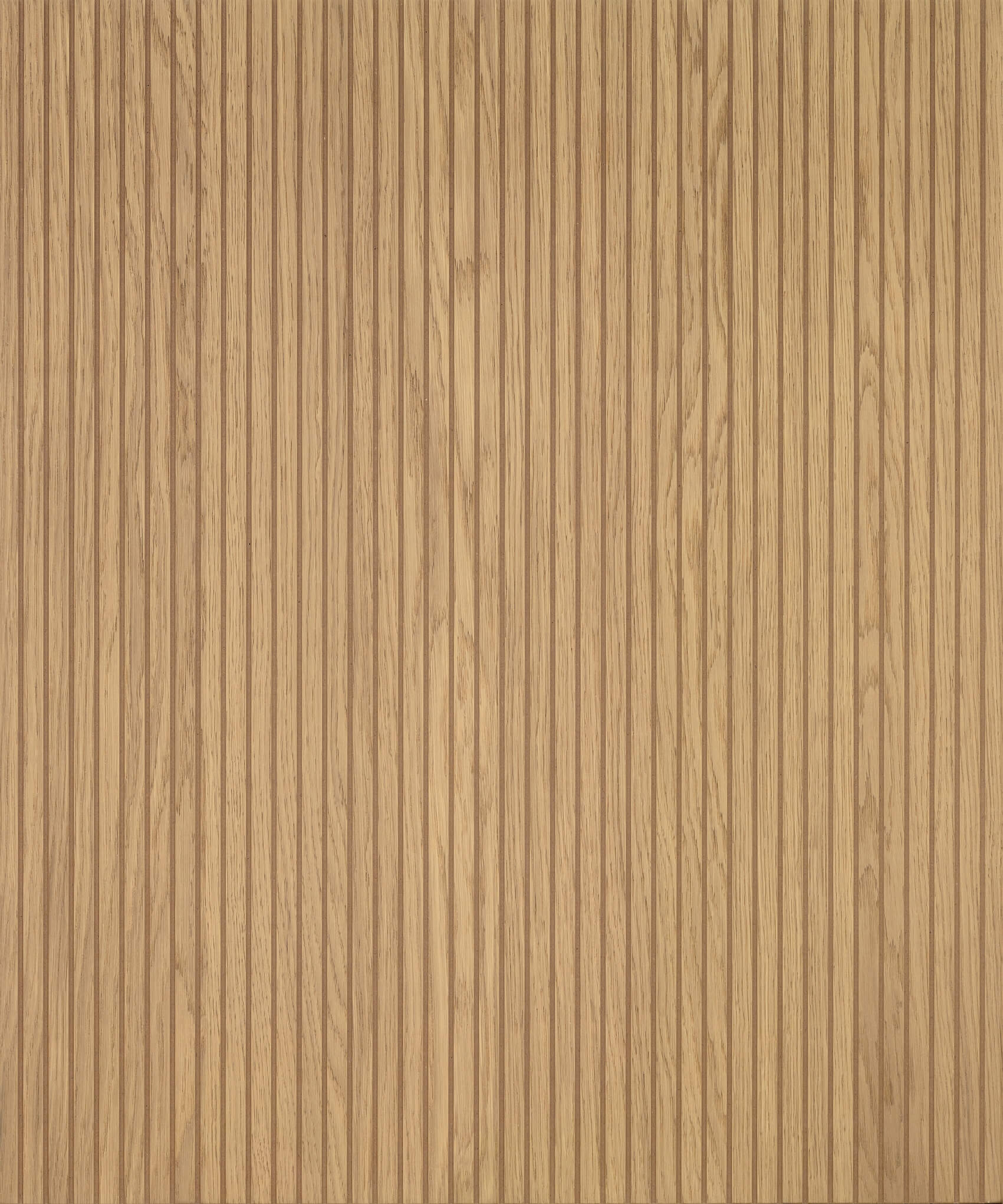 Rovere biondo